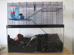 SX05887 Hendrix and Colin the Gerbils in their cage.jpg